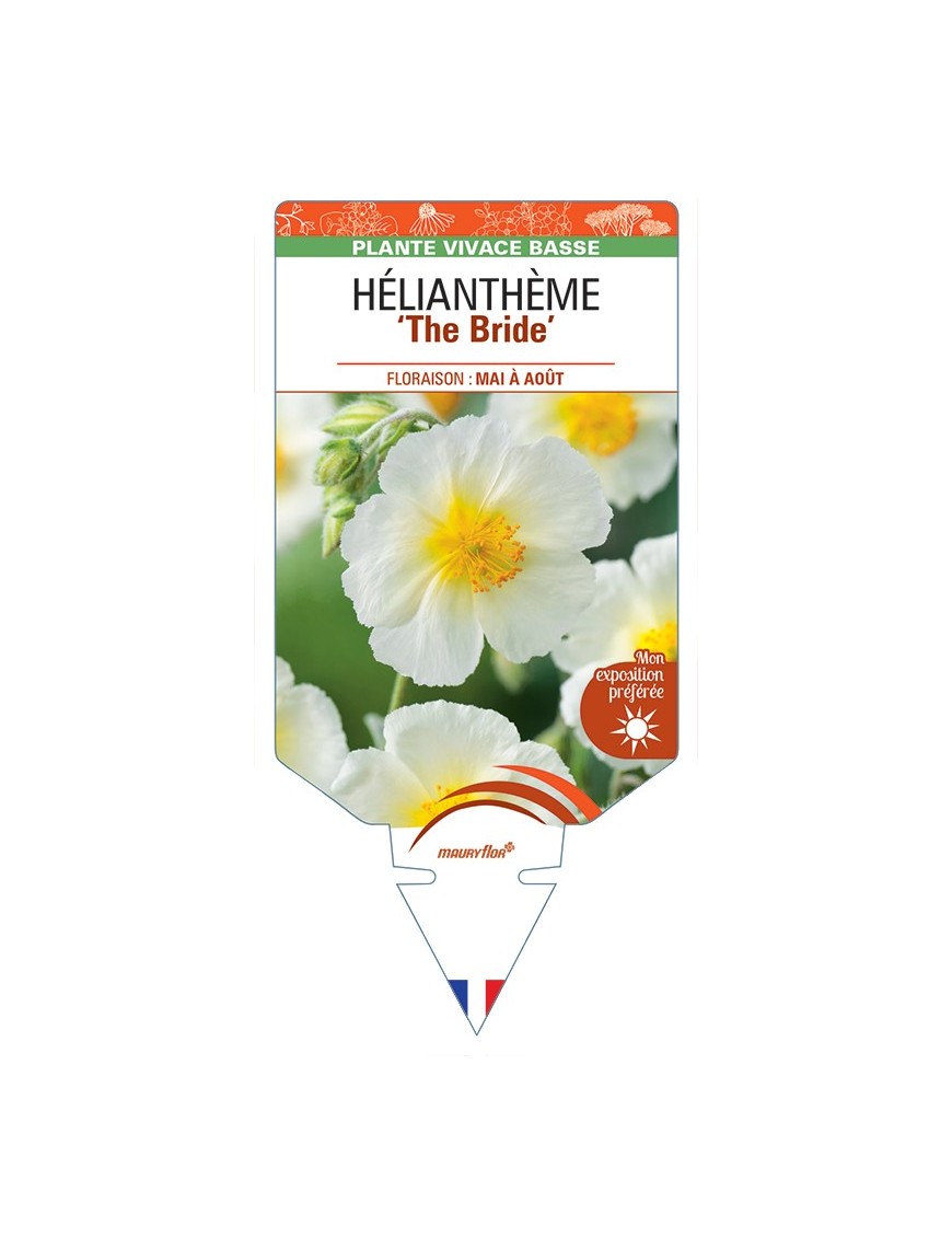 HELIANTHEMUM The Bride