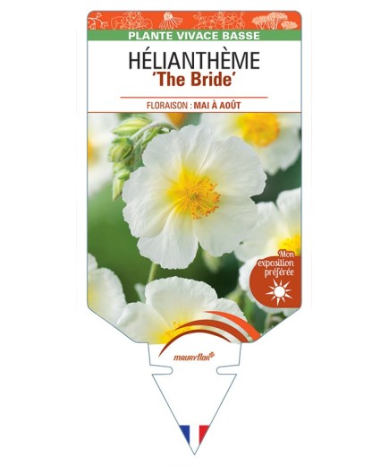 HELIANTHEMUM The Bride