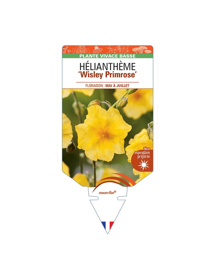 HELIANTHEMUM Wisley Primrose