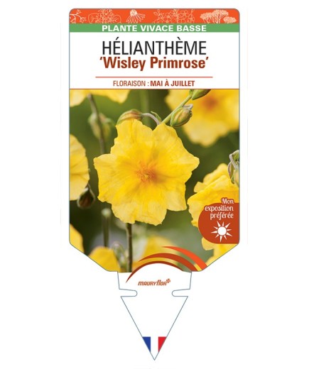 HELIANTHEMUM Wisley Primrose