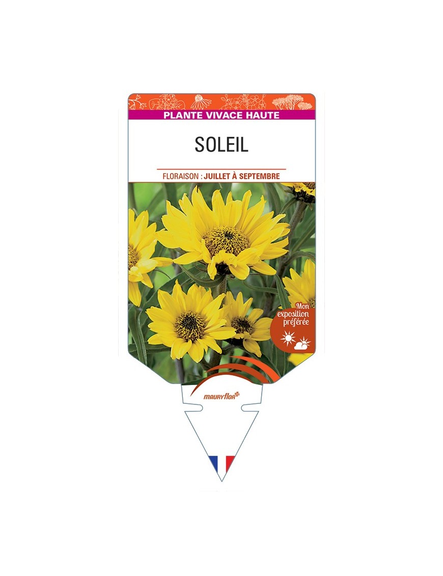 HELIANTHUS atrorubens voir Soleil