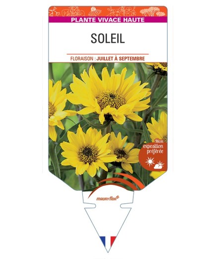 HELIANTHUS atrorubens voir Soleil