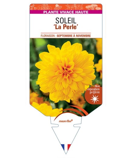 HELIANTHUS decapetalus La Perle voir Soleil