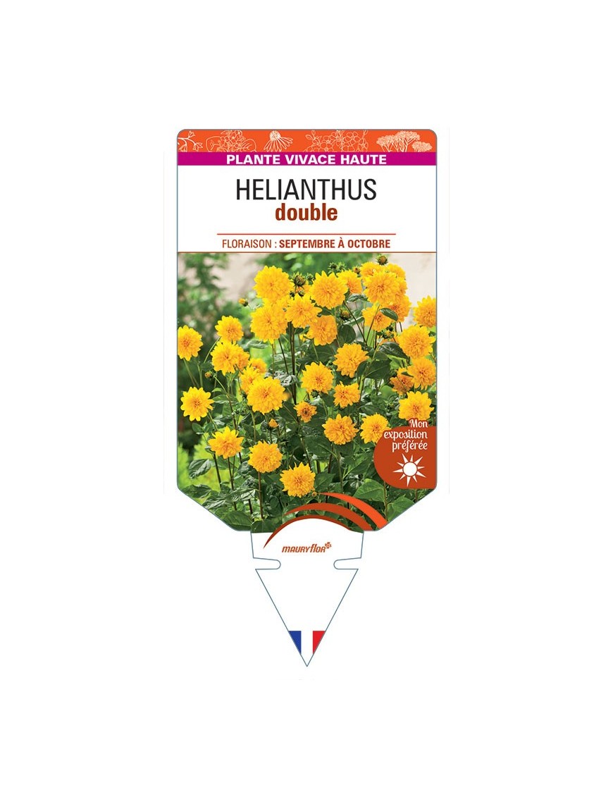 HELIANTHUS DOUBLE (jaune)
