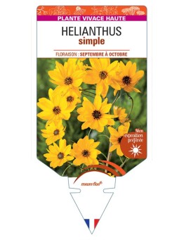 HELIANTHUS SIMPLE (jaune)