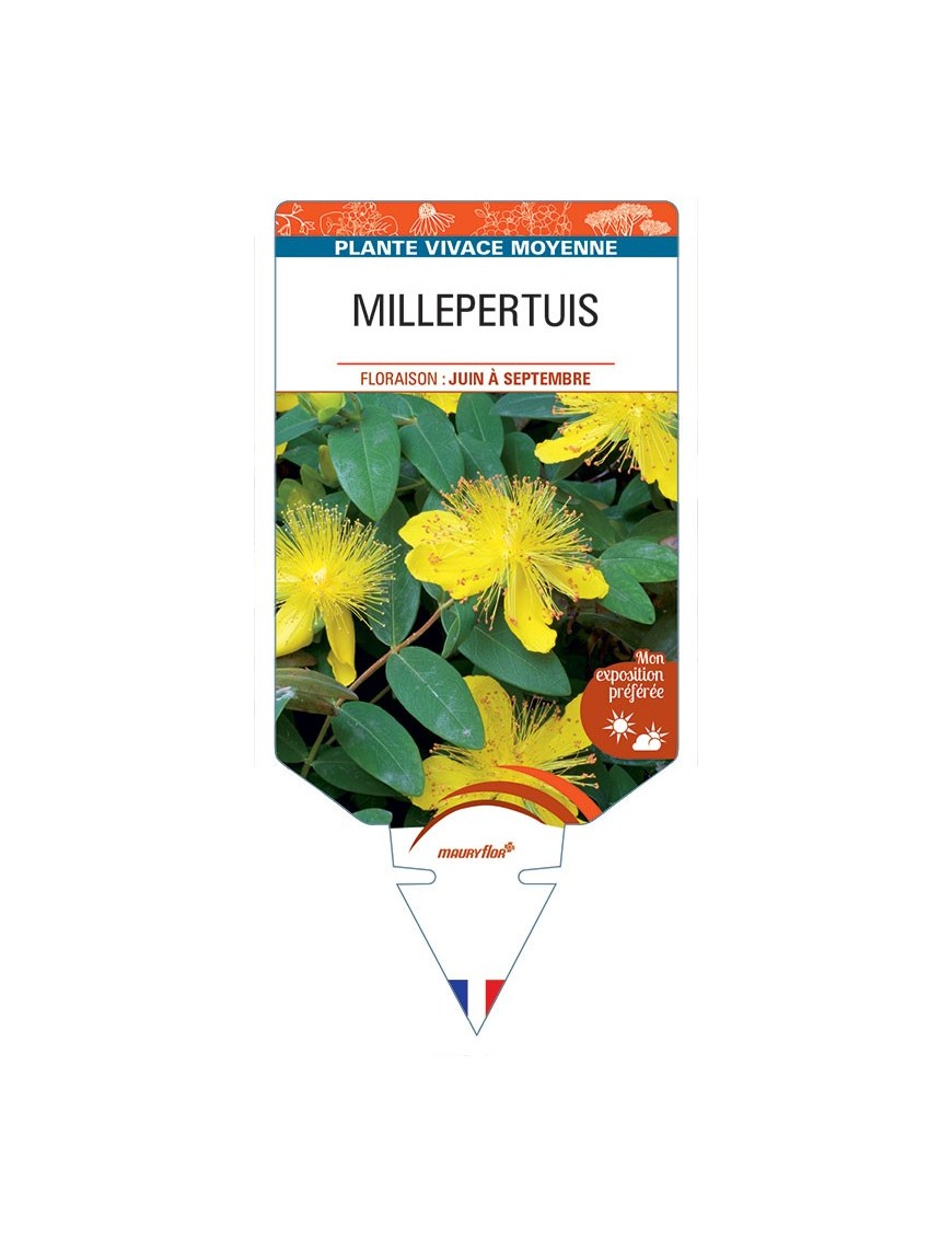 HYPERICUM calycinum voir MILLEPERTUIS