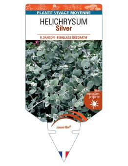 HELICHRYSUM (petiolare) Silver