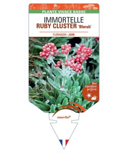 HELICHRYSUM amorginum RUBY CLUSTER Blorub voir Immortelle