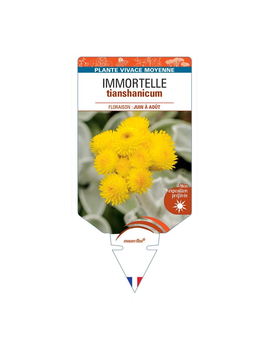 HELICHRYSUM tianshanicum voir Immortelle
