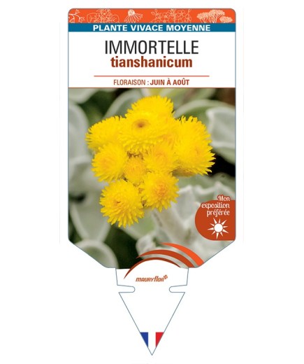 HELICHRYSUM tianshanicum voir Immortelle