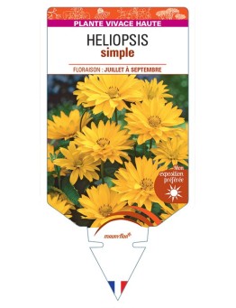 HELIOPSIS HELIANTHOIDES SIMPLE (jaune)