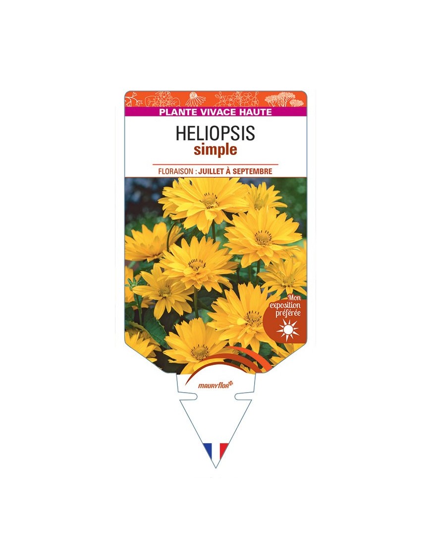 HELIOPSIS HELIANTHOIDES SIMPLE (jaune)