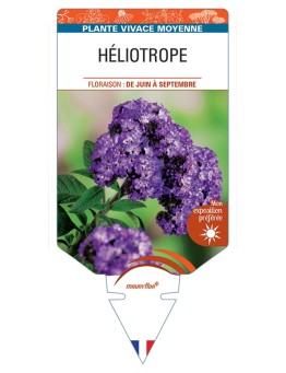 HÉLIOTROPE