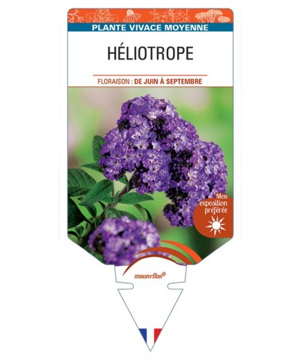 HÉLIOTROPE
