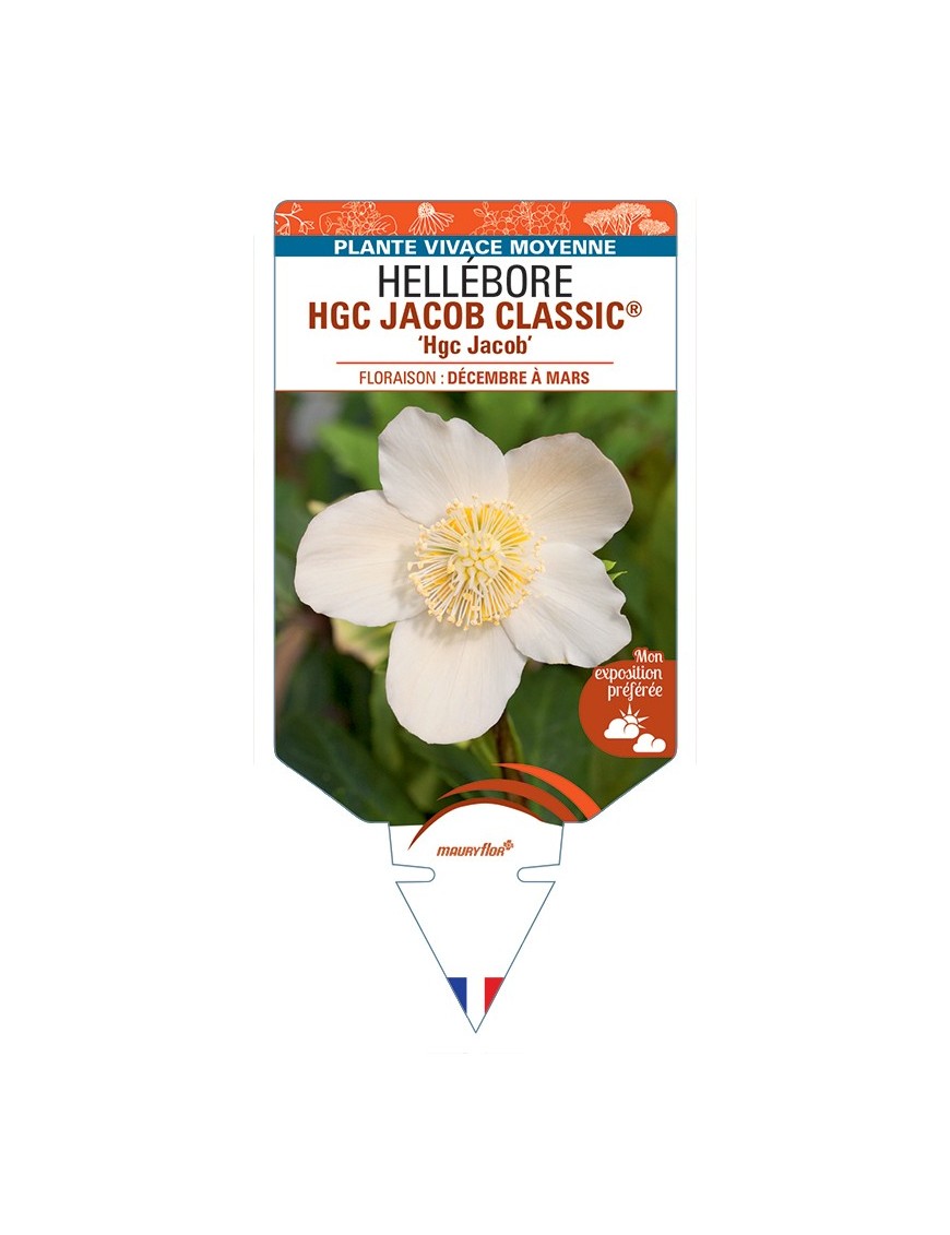 HELLEBORUS (niger) HGC JACOB CLASSIC® Hgc Jacob
