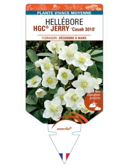 HELLEBORUS (niger) HGC® JERRY Coseh 3010
