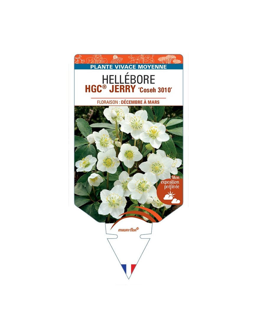 HELLEBORUS (niger) HGC® JERRY Coseh 3010