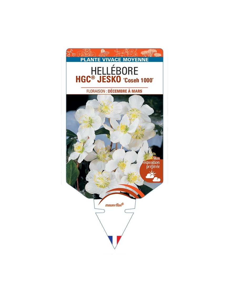 HELLEBORUS (niger) HGC® JESKO Coseh 1000