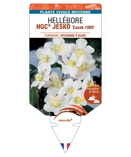 HELLEBORUS (niger) HGC® JESKO Coseh 1000