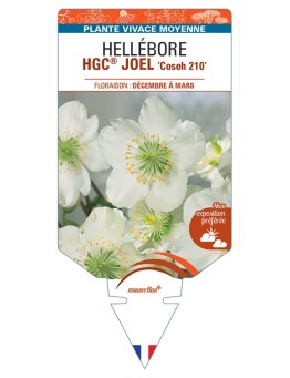 HELLEBORUS (niger) HGC® JOEL Coseh 210