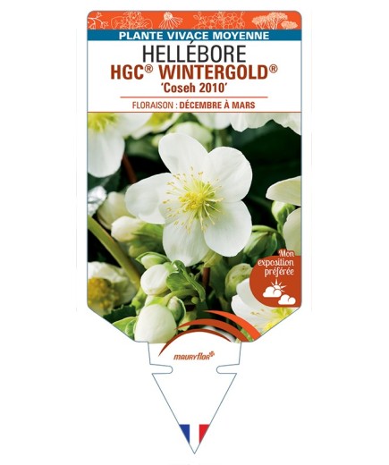 HELLEBORUS (niger) HGC® WINTERGOLD® Coseh 2010