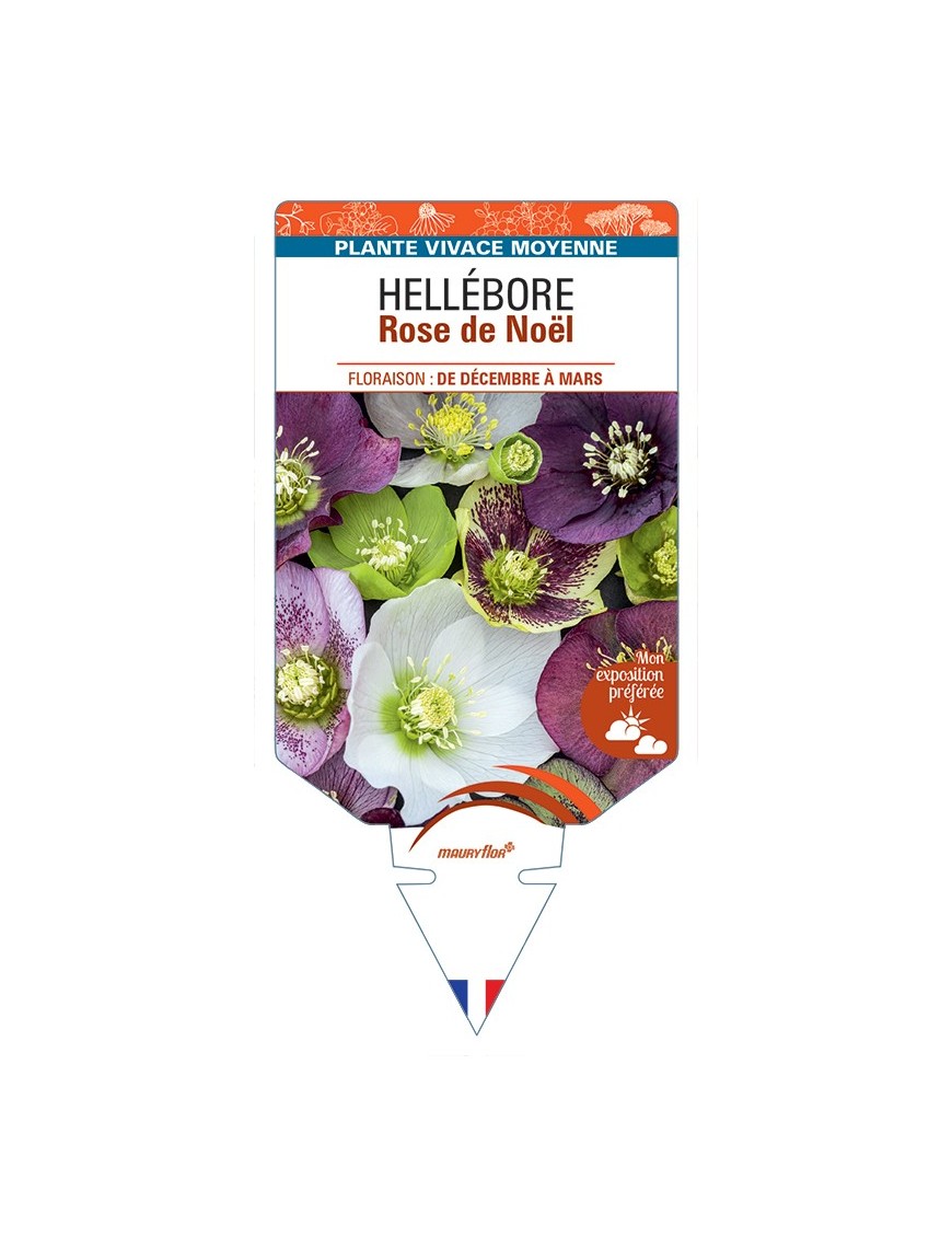 HELLEBORUS (rose) de Noël