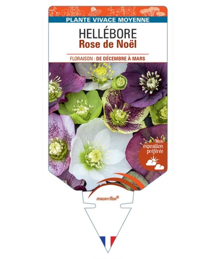 HELLEBORUS (rose) de Noël