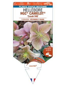 HELLEBORUS (x ballardiae) HGC® CAMELOT® Coseh 940