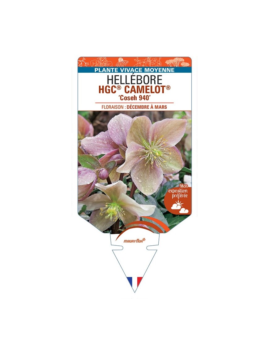 HELLEBORUS (x ballardiae) HGC® CAMELOT® Coseh 940