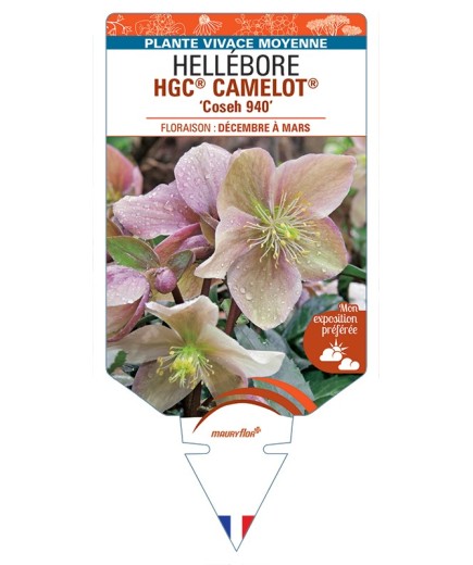 HELLEBORUS (x ballardiae) HGC® CAMELOT® Coseh 940