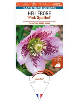 HELLEBORUS (x hybridus) Pink Spotted