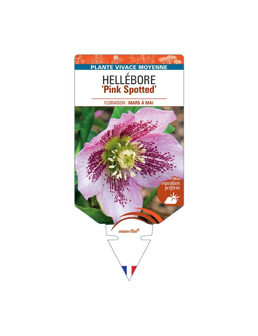 HELLEBORUS (x hybridus) Pink Spotted