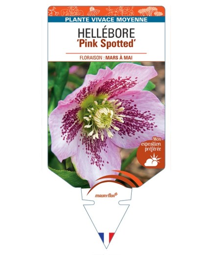 HELLEBORUS (x hybridus) Pink Spotted