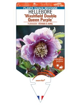 HELLEBORUS (x hybridus) Washfield Double Queen Purple