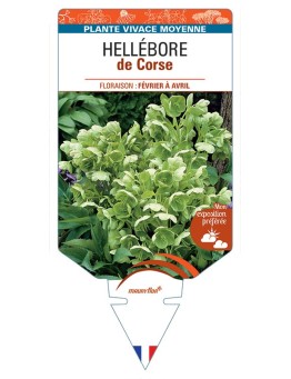 HELLEBORUS CORSICUS DE CORSE