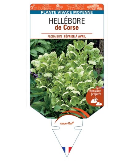 HELLEBORUS CORSICUS DE CORSE
