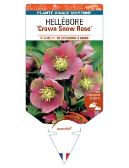 HELLEBORUS Crown Snow Rose