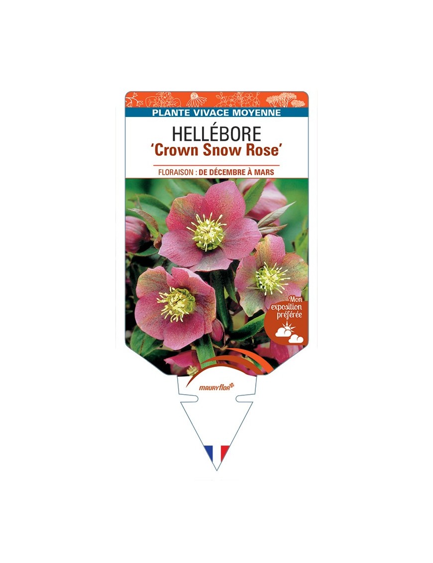 HELLEBORUS Crown Snow Rose