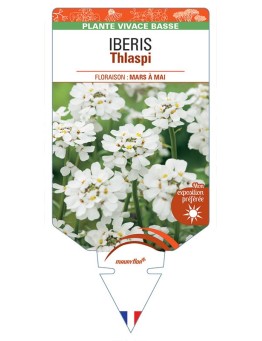 IBERIS Thlaspi