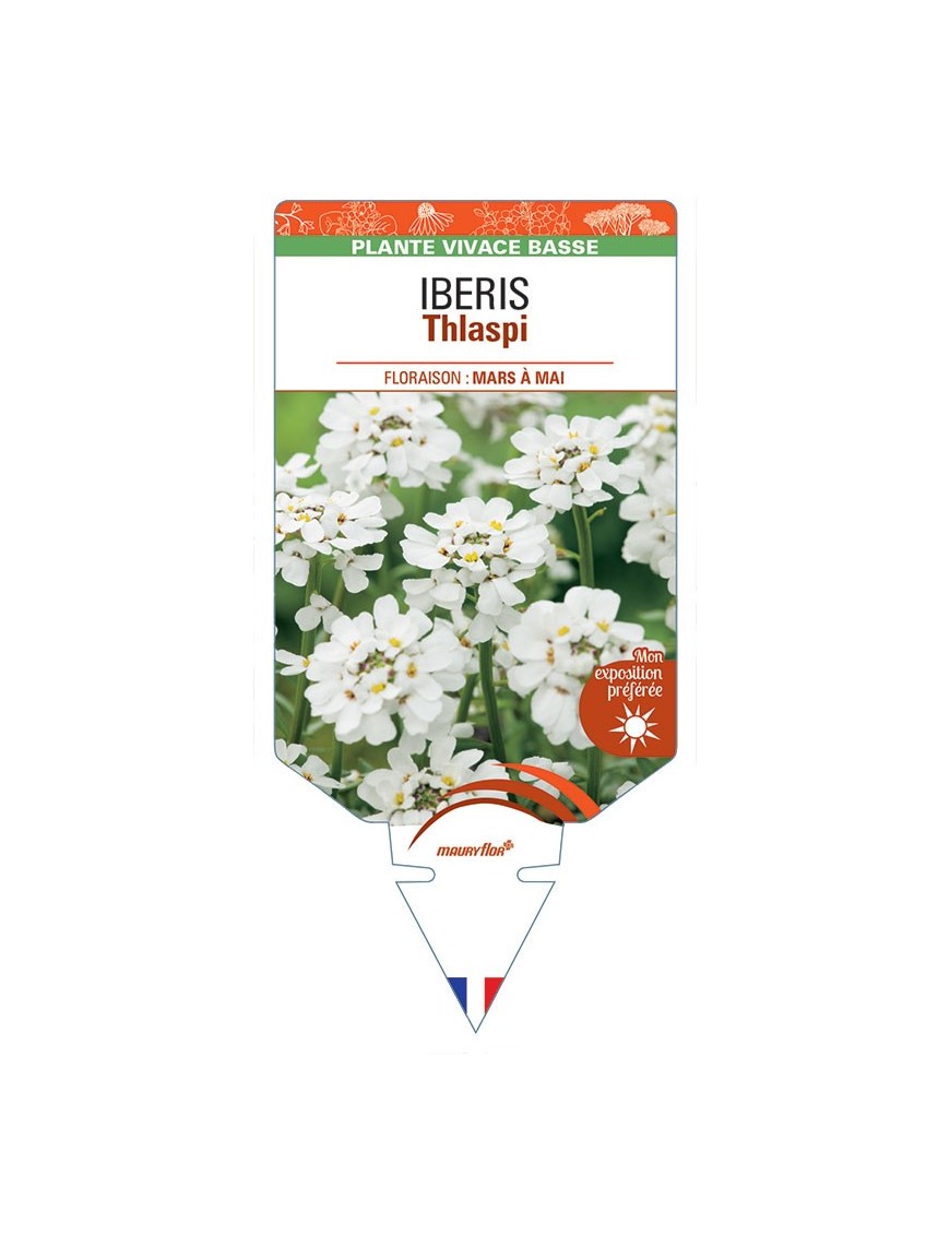IBERIS Thlaspi