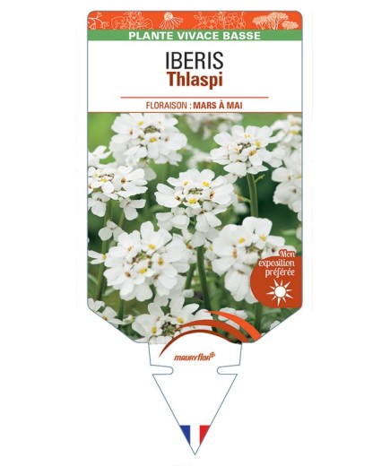 IBERIS Thlaspi