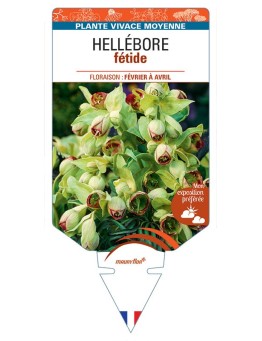 HELLEBORUS FOETIDUS FÉTIDE