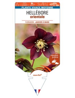 HELLEBORUS orientalis (noir)