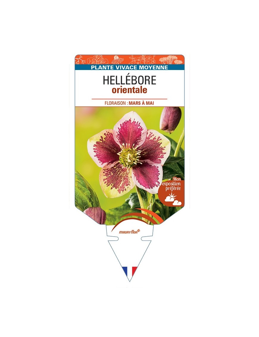 HELLEBORUS orientalis (rose moucheté blanc, rose ou rouge)