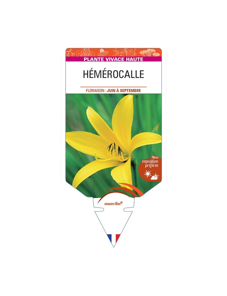 HEMEROCALLIS (citrina)