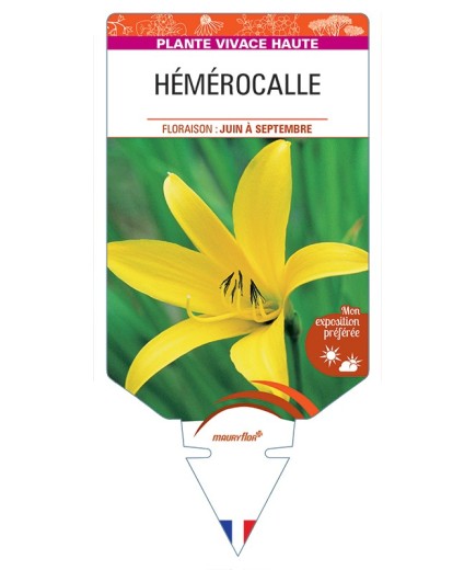 HEMEROCALLIS (citrina)