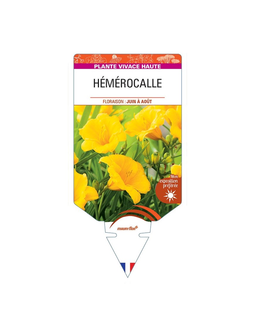 HEMEROCALLIS (jaune)