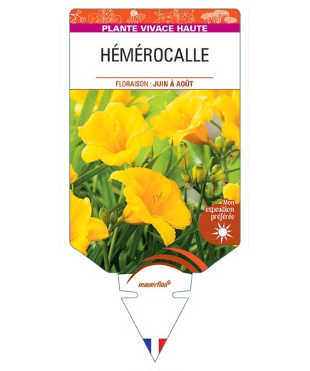 HEMEROCALLIS (jaune)