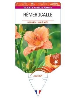 HEMEROCALLIS (orange)