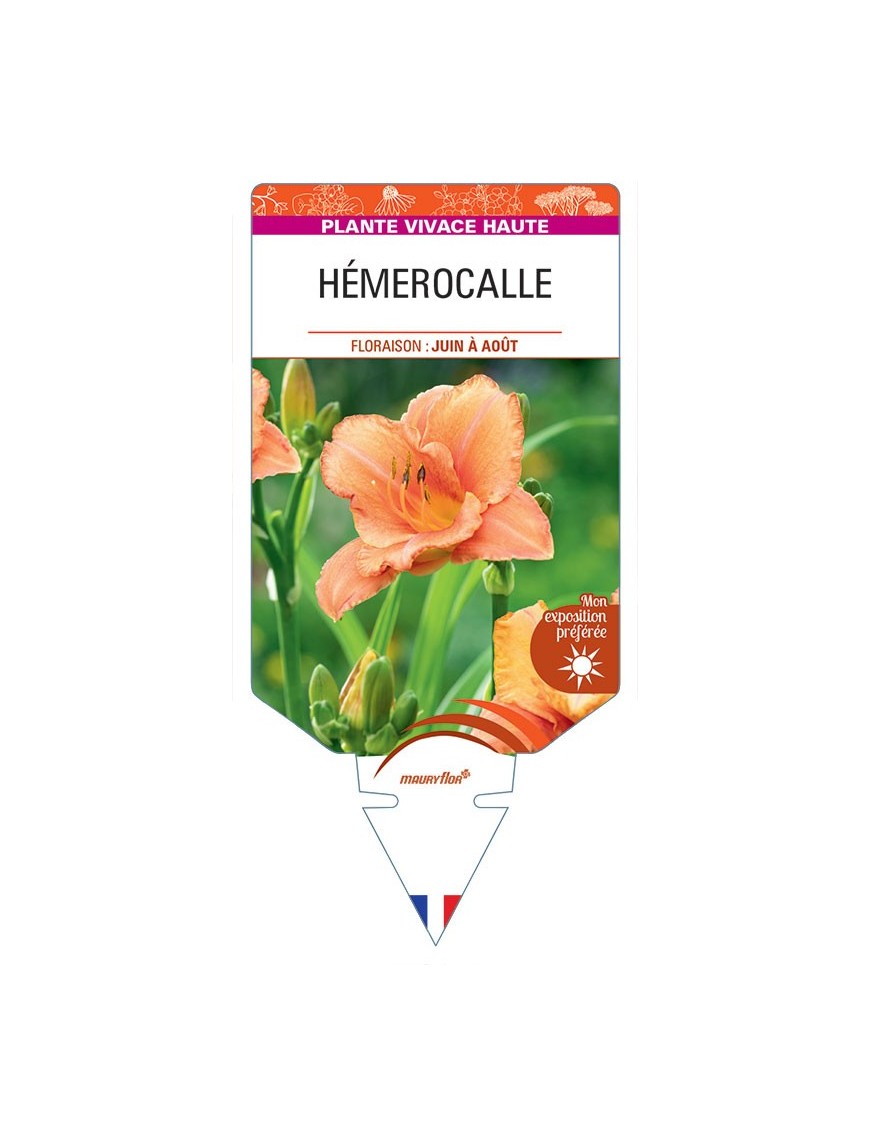 HEMEROCALLIS (orange)